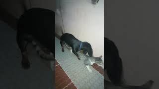 My Dog "Twitter" playing with cat "chagali"