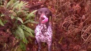 GSP nearly steps on Roe Deer