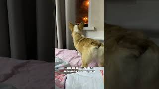 Любовь она такая❤️ #корги #коржик #puppydog #puppyvideos #щеноккорги