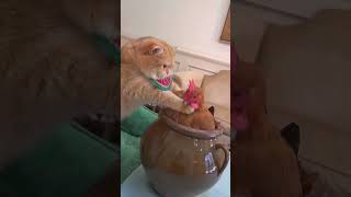 funny cat and dog videos 2023 Funniest animation video cute cats #funny #animals #cat #pets