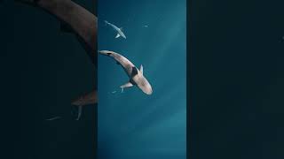 Casually swimming with sharks in Hawaii  #travel #cinematic #colorgrading  #underwaterphotography