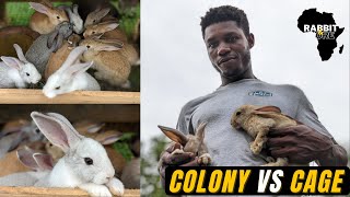 Colony vs Cage Style Rabbit Farming