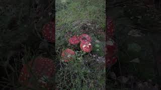 Mushroom Spotting #shorts - Fly agaric | Amanita muscaria | Wild mushrooms | Toadstool | Fungi