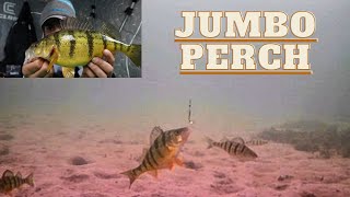 Jumbo Perch with Underwater camera!!- Lake Simcoe