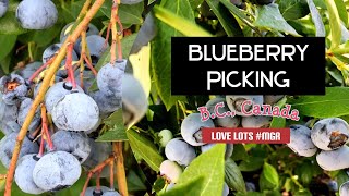 Blueberry Picking - Summer fun in B.C., Canada