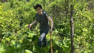 Killing Invasive Species in Reservoir Park Lansdowne. Japanese Knotweed has its days numbered!