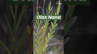 Olax nana | Lathedi, Kachchh, Gujarat | Rediscovery #plants #gardening #rareplant #widllife #gujarat