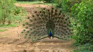 Sariska Tiger Reserve/ My first Jungle Tiger Safari an amazing experience