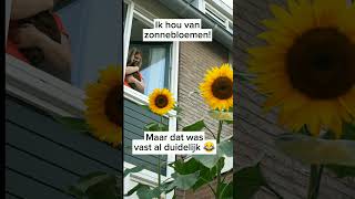 Mijn ode aan de zonnebloem 🌻