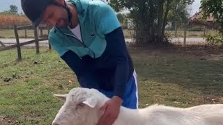 NOLE I KOZA: Zašto je snimak s Kosmaja postao hit u svetu! NOLE GOAT!