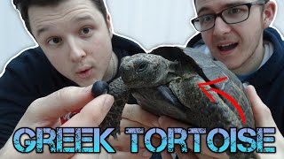 Meet Norris | ULTIMATE GREEK TORTOISE CARE GUIDE & SETUP