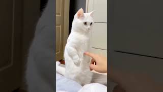 Funny cat video cat lovers video #baby #funny #cutebaby #cute #loughing #facts #aww #funniestvideo