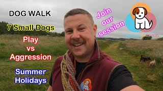 Schools out for Summer | Join our Dog Walk | Play vs Aggression in Dogs | 7 Small Dogs #dogwalk