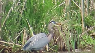 Kingston Canada 2024 #Kingston2024 #mariepanic No.1 Cataraqui River #heron #redwingedblackbird