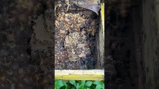 3 Month old stingless bee colony