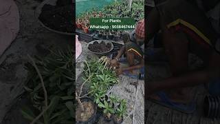 adenium sell online cheapest rate Rs 70/- big Codex Adenium