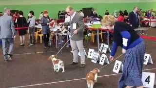 Międzynarodowa Wystawa Psów Zielona Góra 07.03.2015 - Cavalier King Charles Spaniel (1)