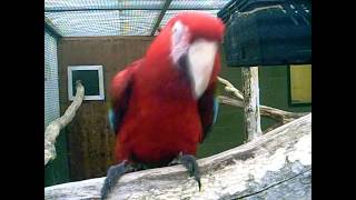 funny singing parrot