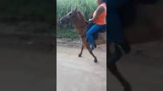 andando de cavalo em mangue seco Igarassu #passeio #mangueseco #cavalo 🐎