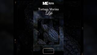 Conoce la lucha por fomentar la protección y conservación de la Tortuga Marina en Lázaro Cárdenas