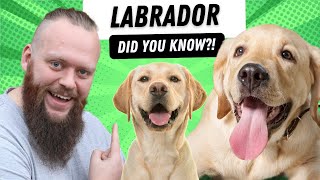 Did You Know This About The Labrador?!