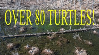 AERIAL FOOTAGE OF OVER 80 TURTLES