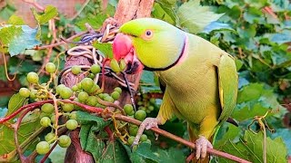 Talking Parrot Eating Grapes