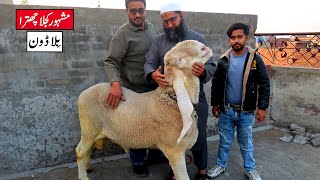 Famous Kajla Chatra & Beautiful Teddy Goats Of Pasha Shah Lahore 2023