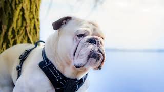 Klamot (Bulldog) nad jeziorem