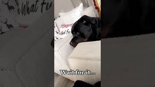 A cute dog is being naughty