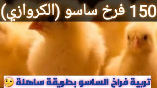 تربية فراخ الساسو ( الكروازي )  للمبتدئين