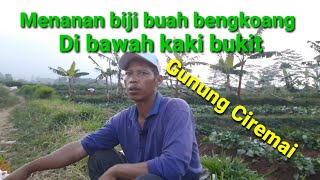 Nanem tanaman di tanah yang subur || Ada di Kaki bukit Gunung Ciremai