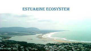 Estuarine ecosystem by Sonali Tayade