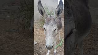 Donkey Mating 🥰🥰🥰🥰🥰🥰🥰🥰🥰🥰🥰🥰🥰🥰🥰🥰