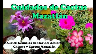 Biznaga de Mazatlán| Mammillaria mazatlanensis| Cuidados| Semillas de flor del desierto y chisme