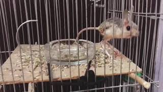 Тушканчик/Jerboa!!!🦘