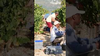 Premier jour de vendanges 🍇🌿