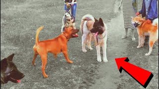 Top10 enfrentamientos entre perros poderosos