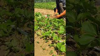 #youtubeshorts #agriculture #viralshorts