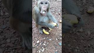 Monkey was fed Bananas #sorts #viral #youtuber