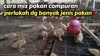 cara mencampur bahan pakan bebek | hasilnya pasti bagus❗