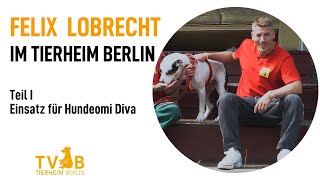 Felix Lobrecht im Tierheim Berlin - Champions suchen ein Zuhause - Folge 1: Diva