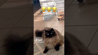 FUNNY CAT VIDEOS (Try Not To Laugh!!) 🤣 | Funny Animal Compilation! 😂😂😂