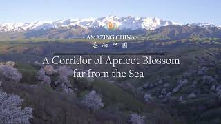 #AmazingChina: A Corridor of Apricot Blossom far from the Sea 远离海洋的杏花长廊