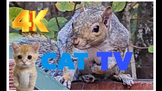 Cat TV Dog TV 4k Chipmunks , Squirrels and Birds #cattv #squirrel