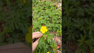 Düğün Çiçeği (Ranunculus repens) Özellikleri , Faydaları ve Zararları