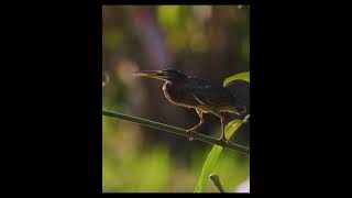 大自然奧妙#birds #nature