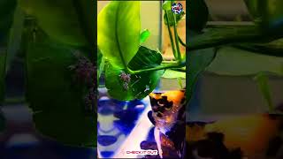 Angel fish fry | Beauty movement#shorts