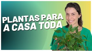 5 plantas que purificam o ar da sua casa