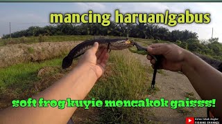 misi menghanyirkan RSX berjaya | mancing haruan/gabus